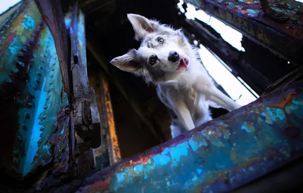 Background, each, dog