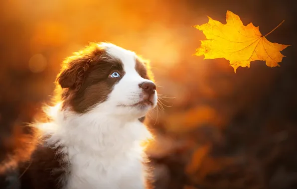 Autumn, background, dog, puppy, face, maple leaf, yellow leaf