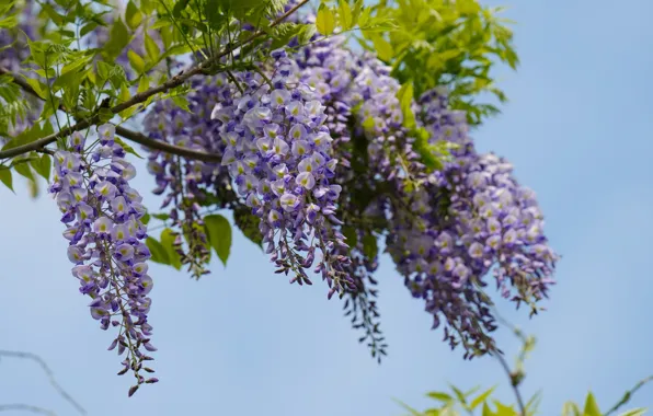 Flowers, Wisteria, Wisteria
