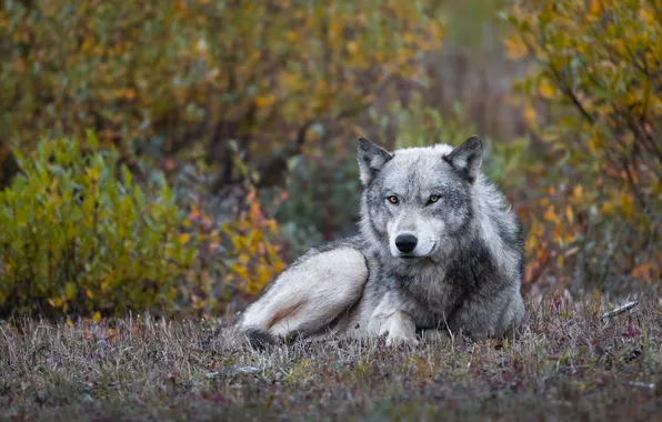 Picture look, grey, wolf, lies, the bushes