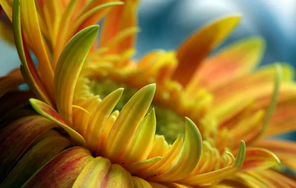 Picture flower, macro, orange, gerbera