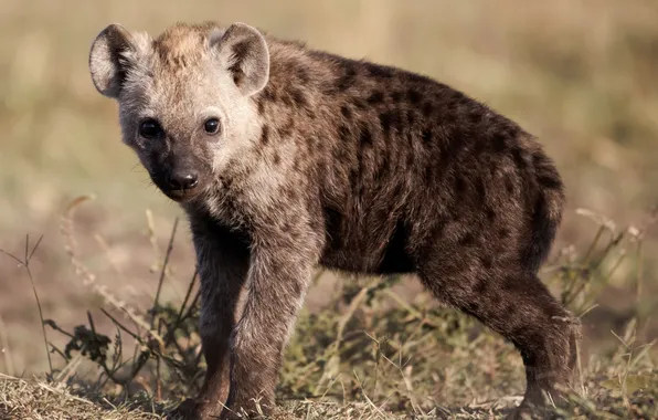 Look, hyena, cub