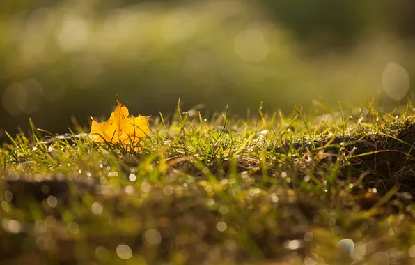 Picture autumn, grass, macro, sheet, Rosa, glare