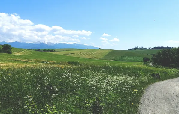 Road, field, nature, flowers, mountain, meadow, sky blue, Slovakia