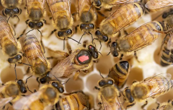 Beehive, bees, Fleur Walton