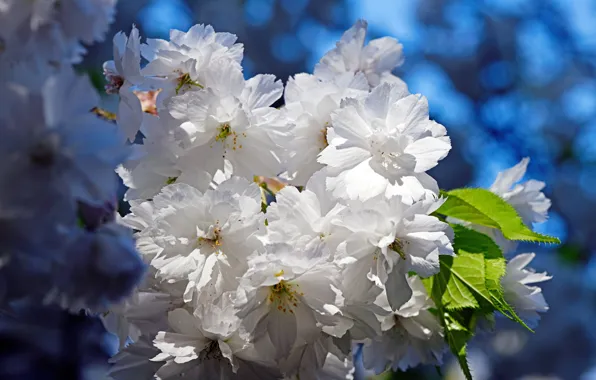 Flowers, branches, spring, Sakura, white, flowering, blue background