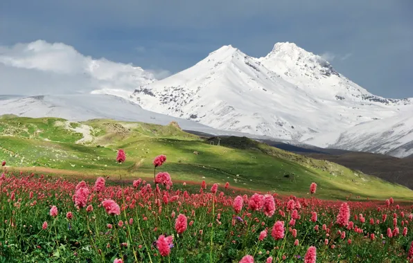 Snow, flowers, mountains, meadow