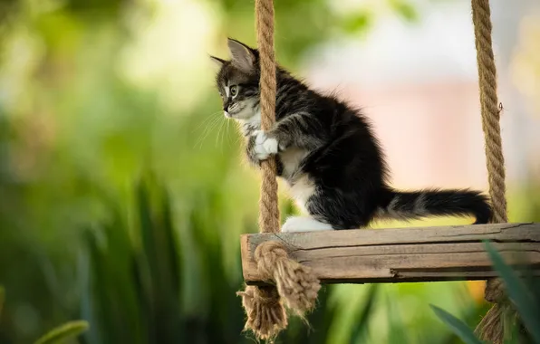 Swing, blur, kitty, Yuriy Korotun