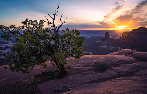 The sky, the sun, clouds, rays, mountains, branches, stones, tree