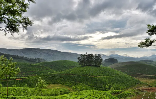 The sky, clouds, mountains, hills, India, Kerala, Munnar, tea plantations