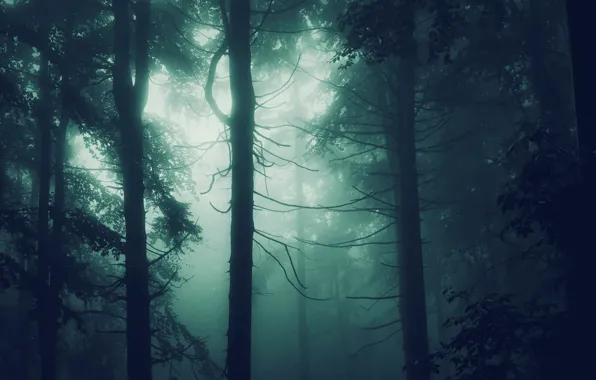 Picture forest, trees, nature, fog