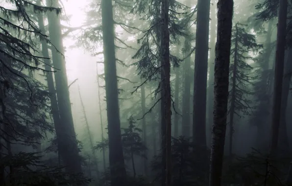Picture forest, trees, nature, fog, gloomy