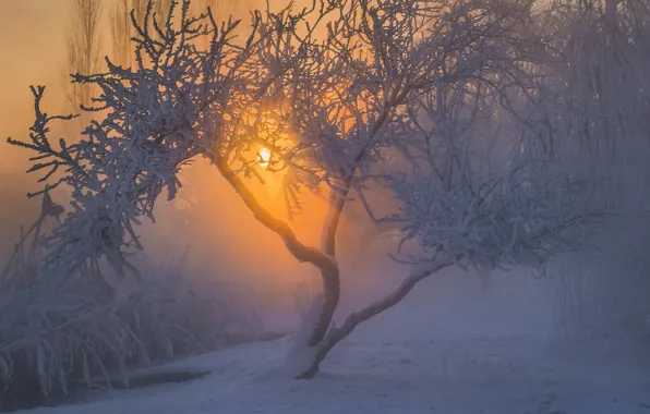 Picture winter, frost, the sun, snow, landscape, nature, tree, morning