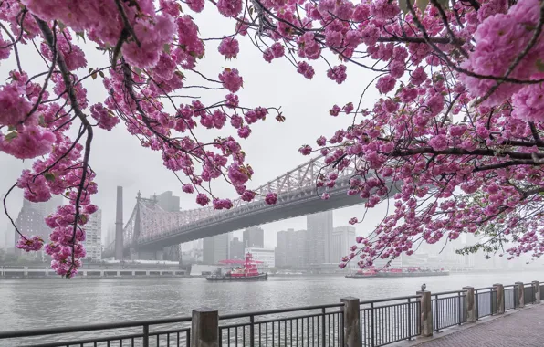 Picture bridge, fog, Strait, river, tug, New York, morning, Sakura