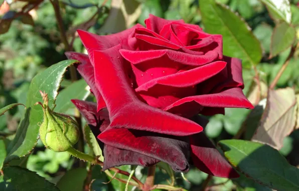 Flower, flowers, beauty, Rose, spring, Crimea, Queen