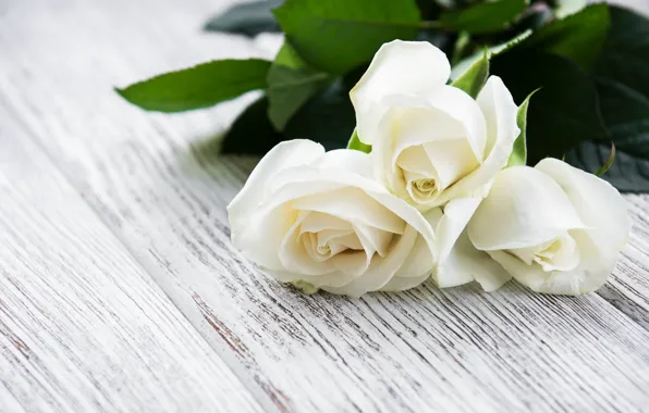 Picture table, roses, white, buds