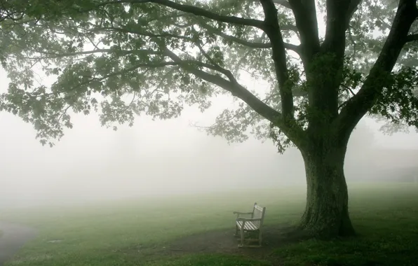Picture fog, tree, morning, bench