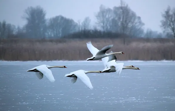 Winter, lake, white, swans, fly