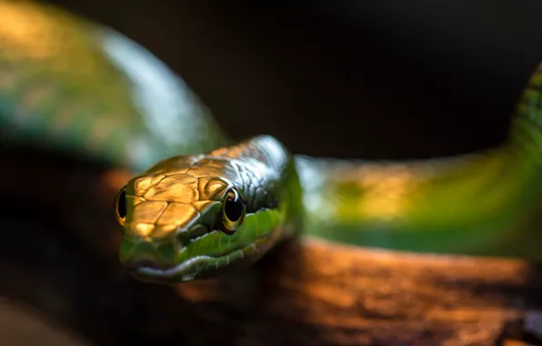 Background, snake, green, reptile