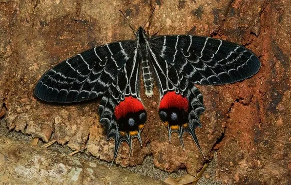 Macro, butterfly, wings, beautiful, closeup