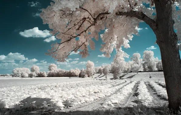 Field, the sky, clouds, light, trees