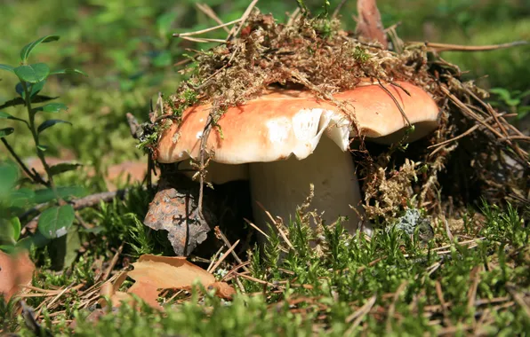 Picture forest, macro, nature, mushroom, moss, walk, Russula, growing