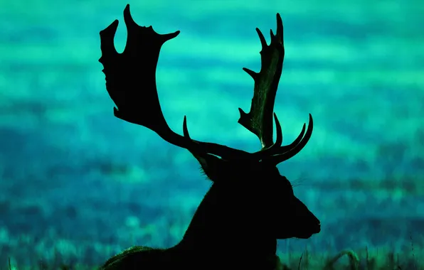 Picture field, grass, deer, silhouette, horns