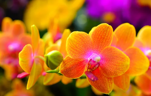 Macro, nature, plant, petals, Orchid