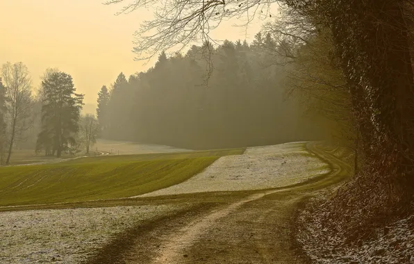 Field, landscape, fog, morning