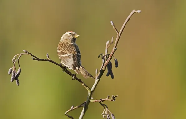 Picture bird, branch, spring, kidney