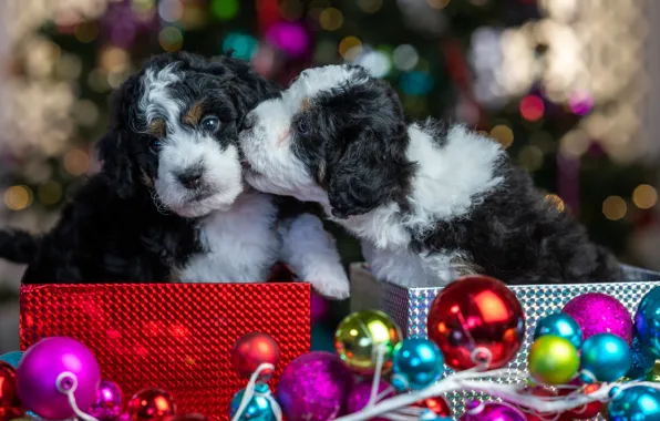 Balls, glare, puppies, Christmas, New year, kids, a couple, Duo