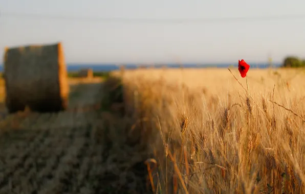 Picture wheat, field, flower, the sky, flowers, red, background, widescreen