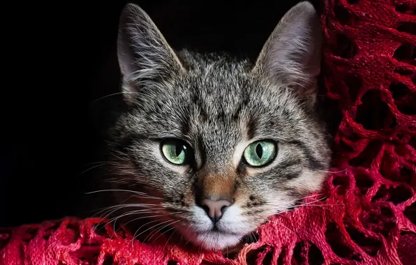Cat, eyes, cat, face, grey, green, fabric, red