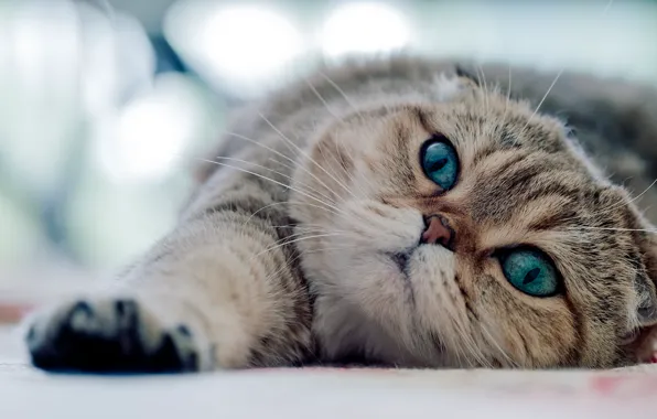 Picture cat, look, lies, green eyes