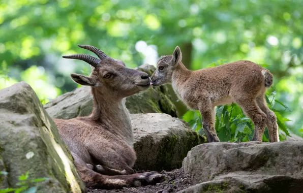 Language, light, stones, two, kiss, baby, pair, mom