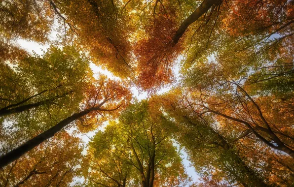 Autumn, forest, the sky, light, trees, branches, nature, trunks