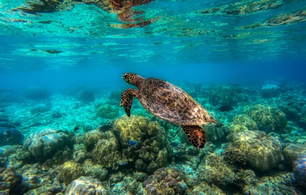 Sea, light, stones, turtle, the bottom, underwater world, under water, sea turtle
