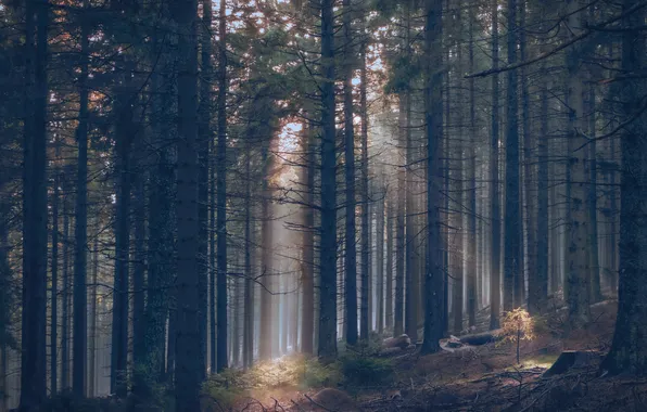 Forest, rays, light, trees, branches, nature, fog, trunks
