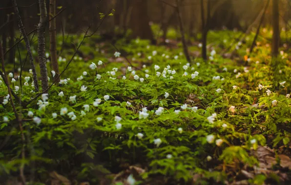 Flowers, Nature, Field, Plant, Plants, Nature, Flowers, Field