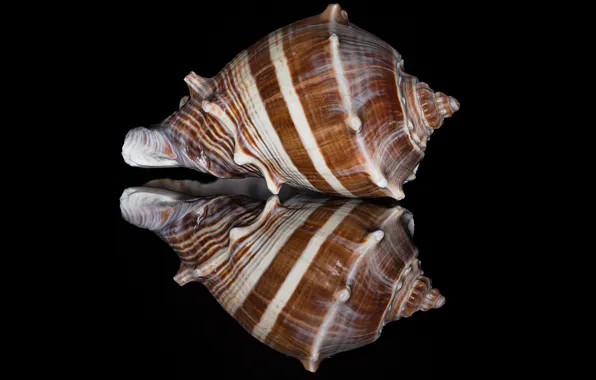 Macro, reflection, pattern, sink, shell