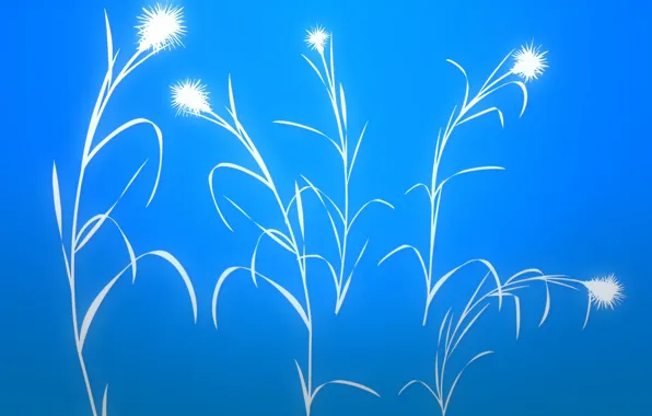 Picture flower, the sky, grass, leaves, plant, stem