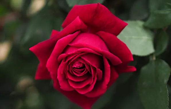 Macro, roses, buds, Burgundy