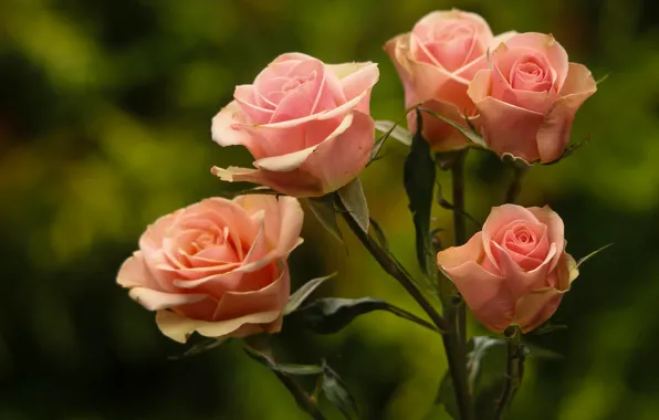 Background, roses, buds