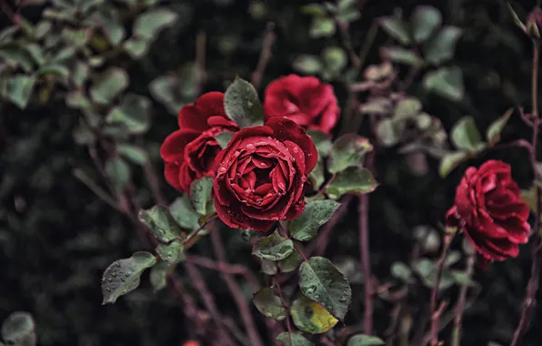 Picture branches, roses, petals, buds, the bushes