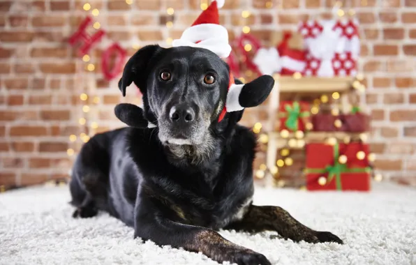 Look, face, wall, carpet, dog, Christmas, gifts, black