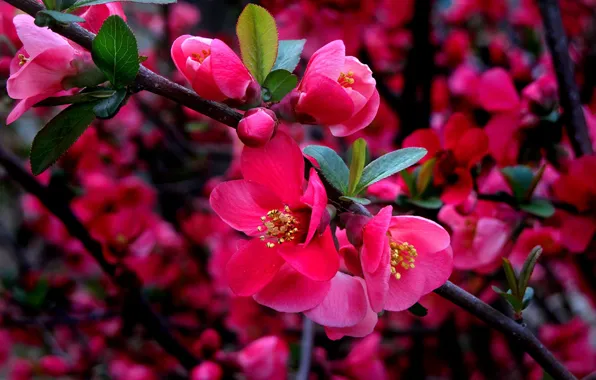 Quince, red flowers, the branches of a tree, the cherry blossoms