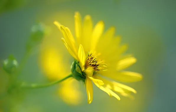 Flower, yellow, bokeh