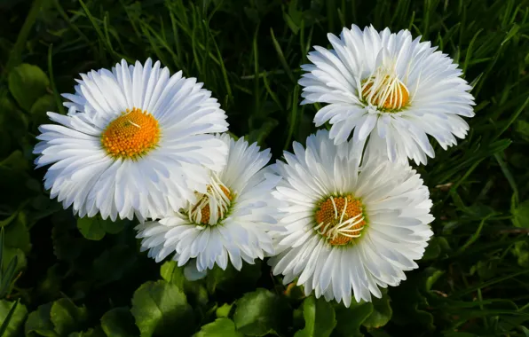 Picture greens, grass, leaves, flowers, glade, chamomile, white, Daisy