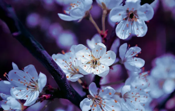 Flowers, branch, spring, petals