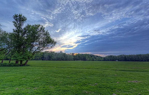 Field, the sky, trees, landscape